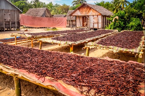 Production of vanilla in Madagascar
